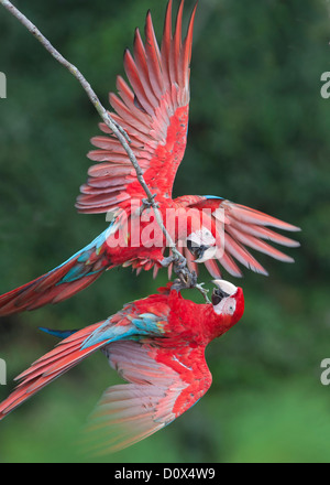 Red-and-Green Macaws (Ara chloroptera) Pair interacting, Pantanal, Mato Grosso do Sur,  Brazil Stock Photo