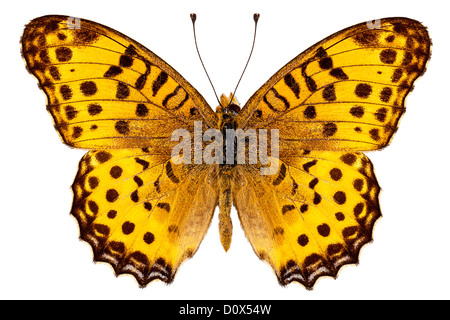 Butterfly species Argynnis hyperbius 'Indian Fritillary' Stock Photo