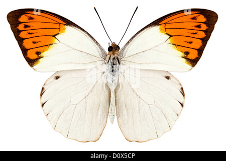 Butterfly species Hebomoia glaucippe 'Great Orange Tip' Stock Photo