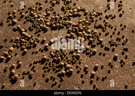 Green gram (lentils or pulses) and pigeon pea at a commodities warehouse in Dar es Salaam, Tanzania, East Africa. Stock Photo