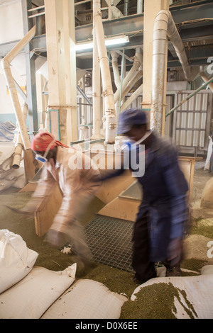 Workers process green gram (lentils or pulses) at a commodities warehouse in Dodoma, Tanzania, East Africa. Stock Photo