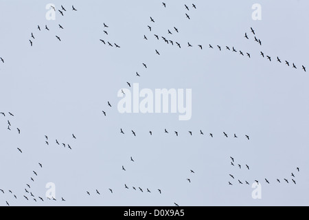 Geese flying south on a late autumn day, gray skies, northeastern USA Stock Photo