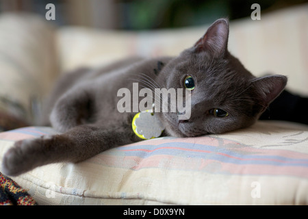 Eight month old female gray tabby cat resting on sofa pillow. Stock Photo