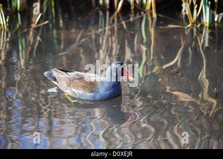 Eurasian common moorhen (Gallinula chloropus chloropus), Wildfowl & Wetlands Trust, Arundel, West Sussex, UK Stock Photo