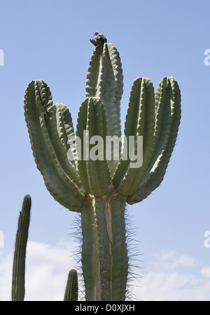 Green big cactus over blue sky. Stock Photo
