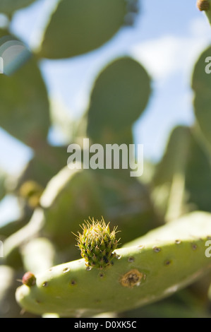 Cactus over blue sky Stock Photo