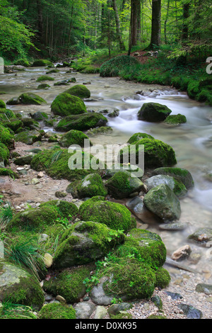 Aa, Aa brook, brook, brook bed, movement, river, flow, Kempten, Kemptner ravine, Kemptnertobel, moss, Switzerland, Europe, stone Stock Photo