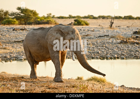 Africa, Etosha, National Park, Namibia, african, alone, animal, drinking, dusk, elephant, animal, horizontal, plains, safari, sa