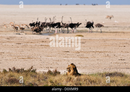 Africa Etosha National Park Lion Namibia Rest african animal horizontal laying ostrich bird plains resting safari Stock Photo