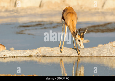 Africa, Etosha, National Park, Namibia, african, animal, antelope, animal, drinking, horizontal, plains, reflection, safari, sav Stock Photo