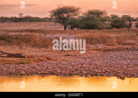 Africa, Etosha, National Park, Namibia, Warm, dusk, horizontal, rhino, animal, sundown, sunset, walking, watching, water, wateri Stock Photo