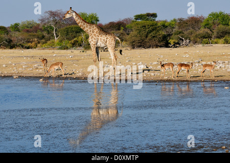 Africa Etosha National Park Namibia african animal antelope animal bending over drinking giraffe animals horizontal Stock Photo