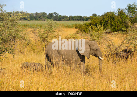 caprivi bwa grasslands