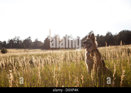 German Shepherd in a field Stock Photo