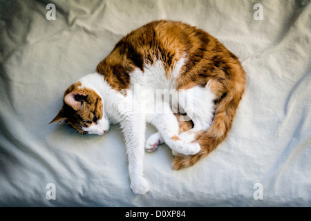 Ginger cat curled up on bed Stock Photo
