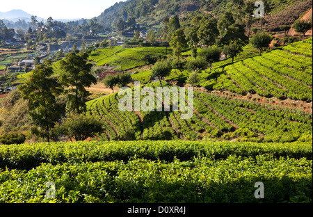 tea plantations on Sri Lanka Stock Photo