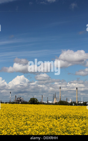 Rapeseed field and Stanlow oil refinery in Cheshire Stock Photo