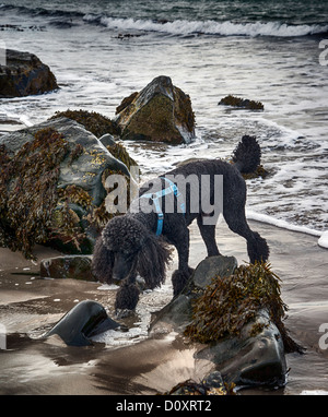 Dog on Beach, Ardwell Bay, Dumfries and Galloway, Scotland. Stock Photo