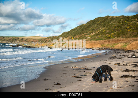 Dog On Beach, At Ardwell Bay, The Rhinns of Galloway, Scotland. Stock Photo