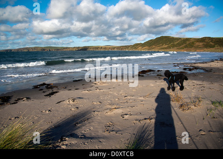 Dog Walking On The Beach, Scotland. Stock Photo