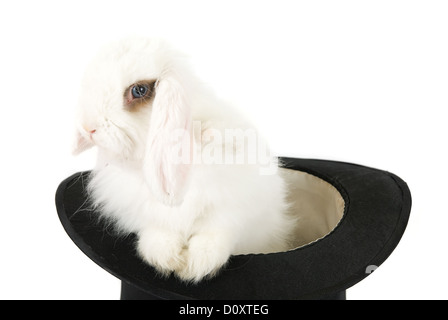 rabbit in black hat Stock Photo