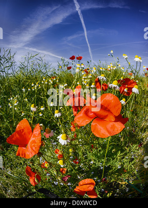 Field, flowers, flower, blossom, field, flora, camomile, canton, Bern, clap poppy, agriculture, poppy, Niederösch, Papaver rhoea Stock Photo