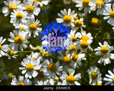 Blue, blossom, Centaurea cyanus, flora, camomile, canton, Bern, cornflower, agriculture, Matricaria chamomilla, Niederösch, Rude Stock Photo