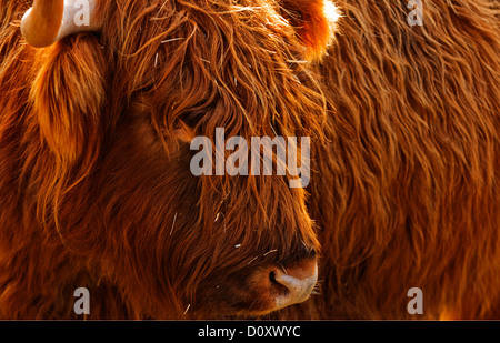 A HIghland Cattle in the morning sun Stock Photo