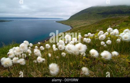 Arctic cotton on the hillside above Ingolfsfjordur, Strandir Coast, Westfjordur, Iceland Stock Photo