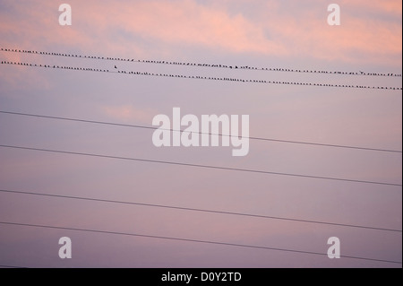 Many Birds On Wires At Sunset Stock Photo