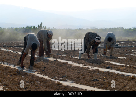 JORDAN, water shortage and agriculture in the Jordan valley , vegetable cultivation