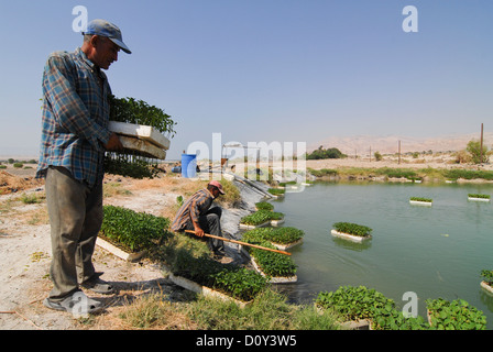 JORDAN, water shortage and agriculture in the Jordan valley , swimming plant nursery in pond near Dead Sea