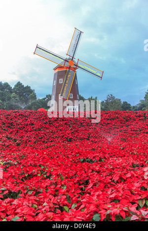 Red Poinsettia garden and Wind turbine - christmas flower Stock Photo