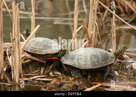 A pair of Western Painted Turtles standing on a mud flat sunning themselves in spring in Winnipeg, Manitoba, Canada Stock Photo
