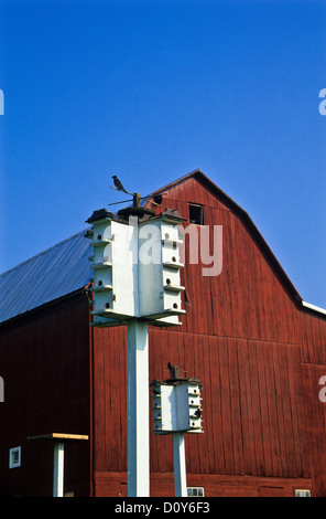 Purple Martins and birdhouses, red vintage barn on an Amish farm in Holmes County, Ohio, USA, Martin house deep blue skies, wooden bird nest box, US Stock Photo