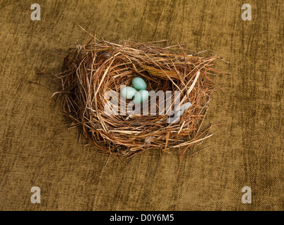 Three blue American Robin eggs still life, Turdus migratorius, in a nest, New Jersey, USA, FS 13.48 MB 300ppi Stock Photo