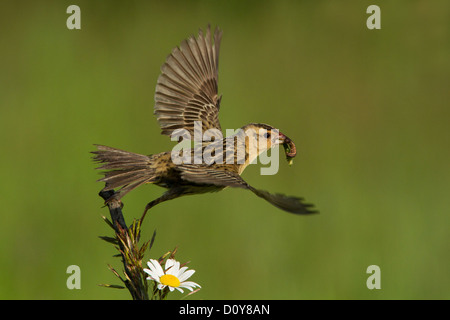 A female Bobolink (Dolichonyx oryzivorus) in flight, with worms for chicks, isolated on green background Stock Photo
