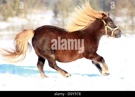 Väring, Sweden, promising Shetland pony gallops through the snow Stock Photo