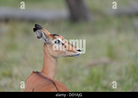 Impala (Aepyceros melampus melampus) portrait of a female Maasai Mara NP - Kenya - East Africa Stock Photo