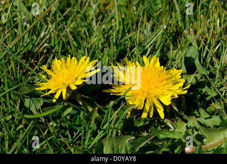 Stunted dandelions (Taraxacum officinale) flower in the short cut grass of a lawn. Bedgebury Forest, Kent. UK Stock Photo