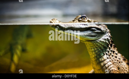 Caiman crocodilus Stock Photo