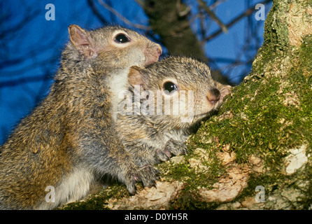 Two baby squirrels cuddled close together, squirus carolinesis, on a tree limb, Missouri USA Stock Photo