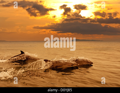 Three dolphins playing in the sunset sea Stock Photo