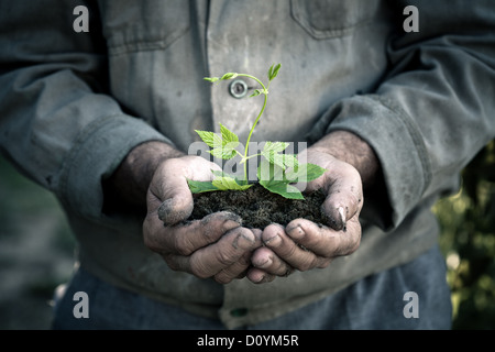 Man hands holding a green young plant Stock Photo