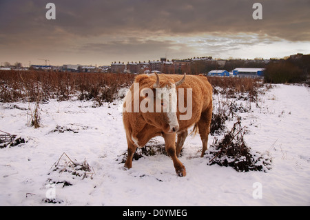 Bull in the snow on Walthamstow Marshes Stock Photo