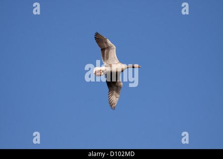 Greylag Goose in flight against clear blue sky, England, UK