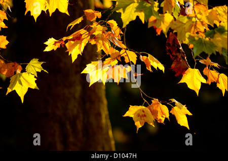 Autumnal colours in the gardens of  RBG Kew Wakehurst Place in West Sussex UK. Stock Photo