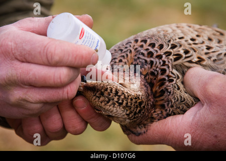 Putting eye drops in a hen pheasant. Stock Photo