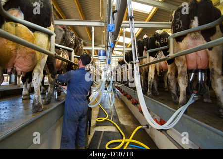 Young farmer milking cows in a 24 - 48 herringbone parlor,Cornwall UK, Stock Photo