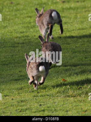 Three wild rabbits (Oryctolagus cuniculus) jumping and chasing each ...